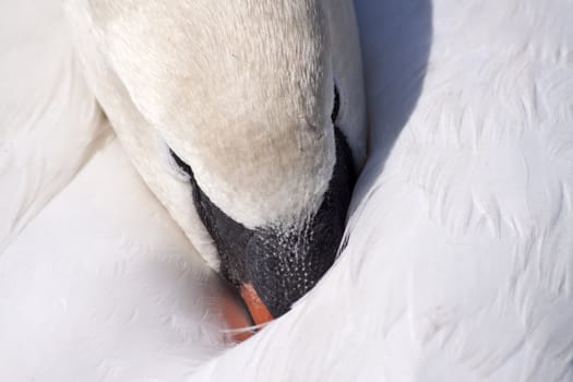 Close up of a breeding swan at its nest