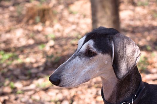 A portrait of young smooth saluki
