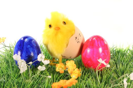 Easter eggs and chicks on a green meadow