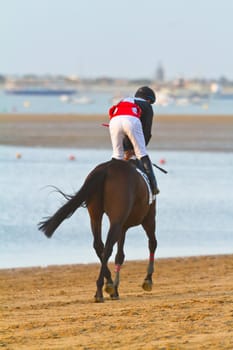 SANLUCAR DE BARRAMEDA, CADIZ, SPAIN - AUGUST 10: Unidentified rider at the start of race horses on Sanlucar de Barrameda beach on August 10, 2011 in Sanlucar de Barrameda, Cadiz, Spain.