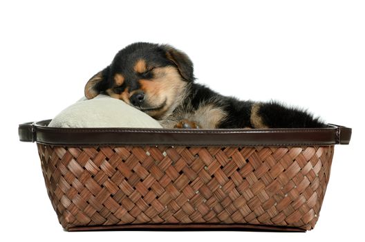 A puppy dog lying in a wicker basket is isolated against a white background.