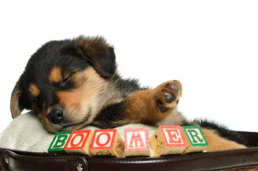 A sleeping puppy is having a nap in a basket, shot with his name spelled using alphabet blocks.