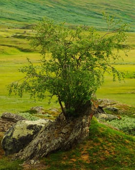 Small tree growing on rock along the Nordkalottleden in Northern-Scandinavia 