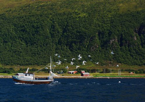 Seagulls are chasing a small fisherboat in a Norwegian fjord