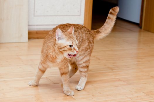 A young ginger tabby cat on the floor
