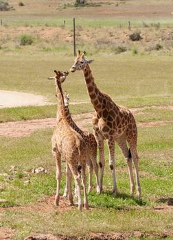 african giraffe in natural environment up close