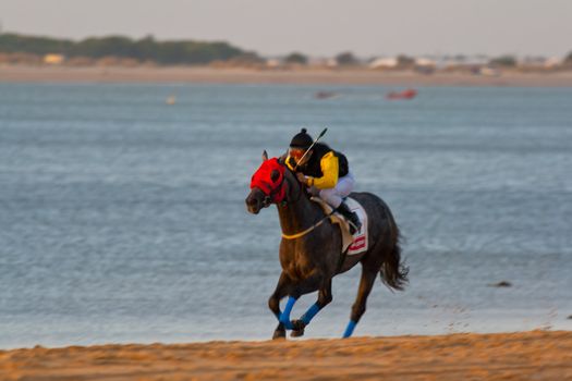 SANLUCAR DE BARRAMEDA, CADIZ, SPAIN - AUGUST 07: Unidentified rider race horses on Sanlucar de Barrameda beach on August 28, 2008 in Sanlucar de Barrameda, Cadiz, Spain.