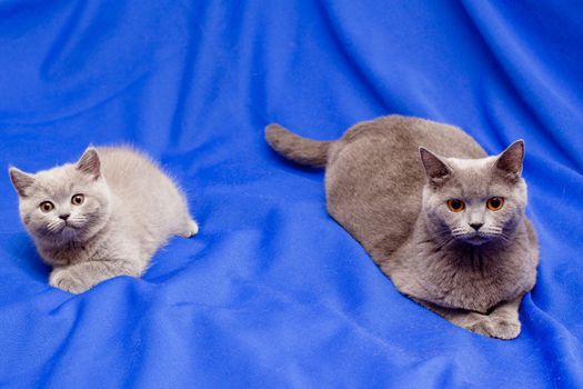 A British kitten and its mother on blue background
