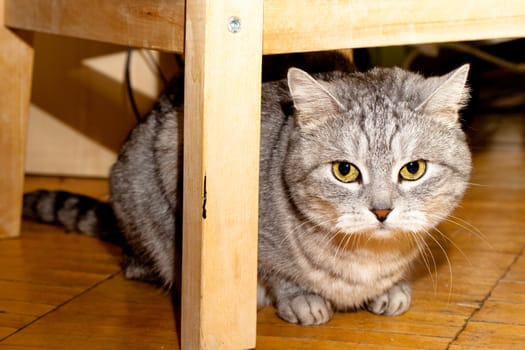 A grey tabby cat sitting under a chair on wooden floor
