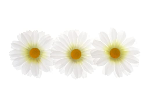 three flowers photo on the white background