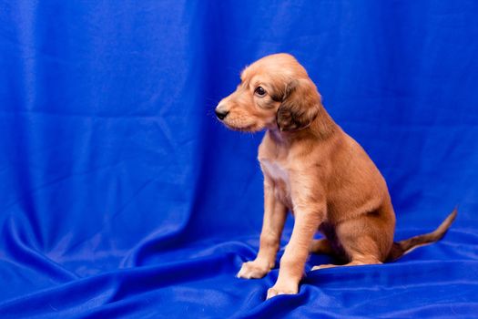 A brown saluki pup sitting on blue background
