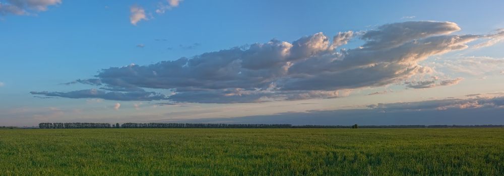 Panorama from a large cloud at sunset on the background of green field
