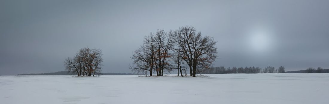 Winter landscape with a lone tree