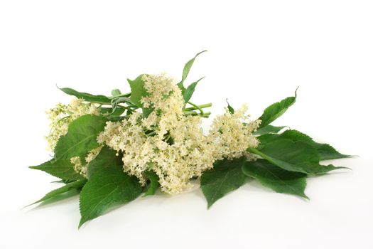 fresh elder flowers against a white background
