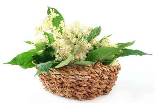 fresh elder flowers in a basket on a white background
