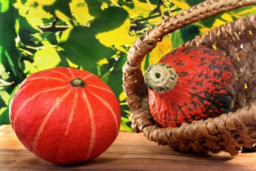 two orange pumpkins against a colorful leaves