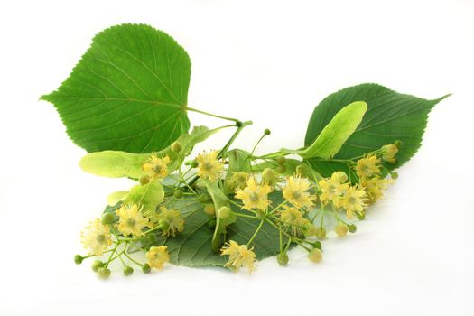 fresh lime flowers on a white background