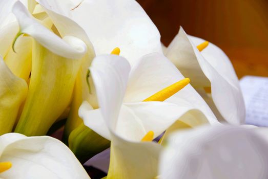 closeup of white cala lily bunch natural background