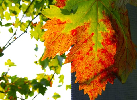 closeup of autumn grape vine leaf natural background
