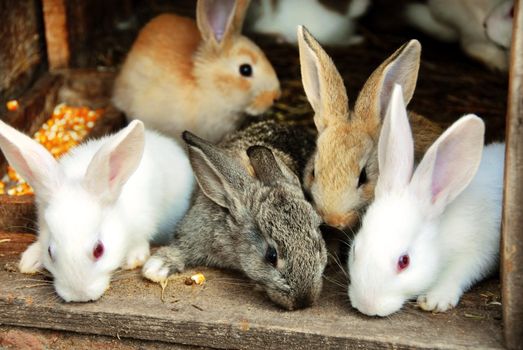 sweet small bunny rabbits family