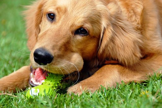 golden retriever young dog portrait with toy bone
