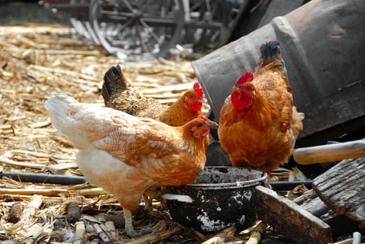 golden brown hens and cockerel in rustic farm yard drinking water outdoors