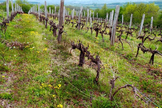 old vineyard in rural Serbia at spring