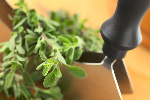 Fresh marjoram twigs with mezzaluna on cutting board (Selective Focus, Focus on the plant in the left lower corner)