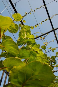 growing kiwi plants outdoors over blue sky