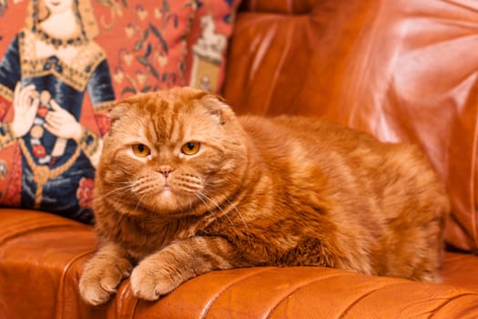 A scottish fold cat lying on leather sofa
