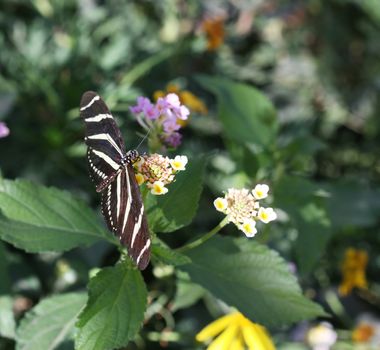 Zebra Longwing butterfly sitting on a flower. ( Heliconius Charitonius)