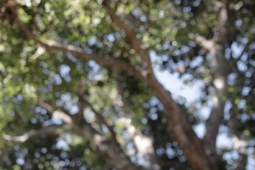 an oak tree defocused and reduced to bokeh