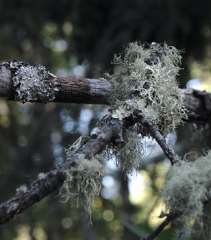 two kinds of pale lichen on branches in a forest
