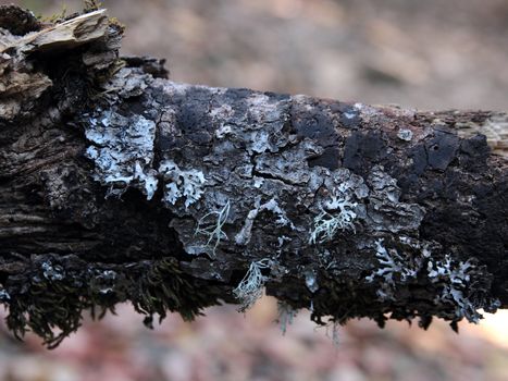 blue lichen on a branch deep in a forest