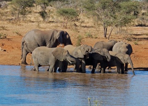 An African Elephant