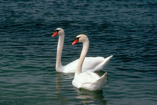 Swans on lake