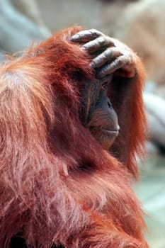 Orangutam holding his head