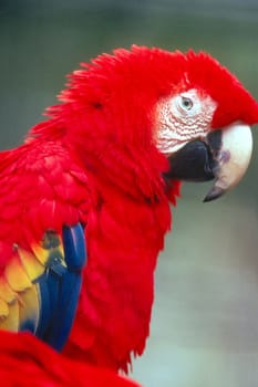 Scarlet Macaw