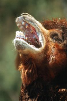 Camel with open mouth