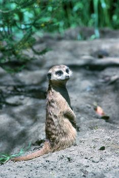 Meerkat on guard