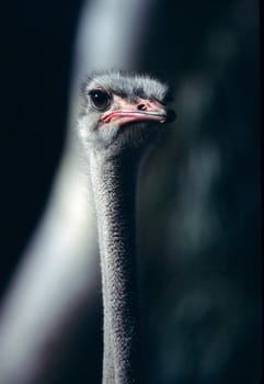 Ostrich