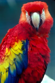 Scarlet Macaw