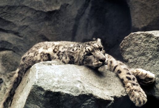 Snow leopard resting on rocks