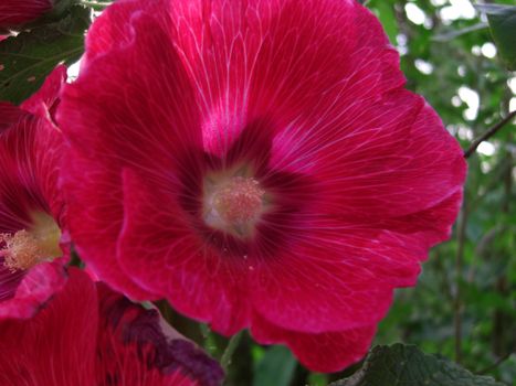 pink blossom of Alcea rosea, biennal herb of the mallow family that has tall spikes of showy flowers and that is probably of Asian origin.