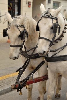 Traditional horse-drawn cart. A tourist attraction in Warsaw. 