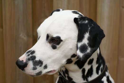 Dalmatian portrait in front of a wooden fence.
