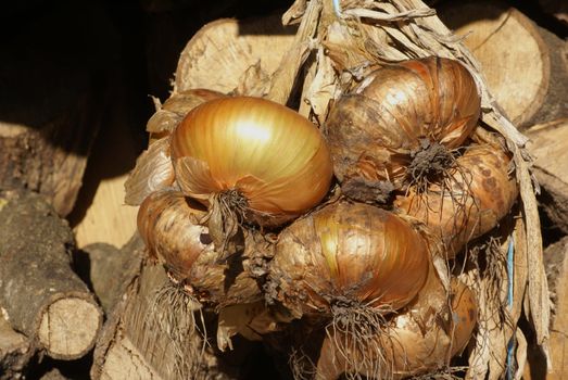 Bunch of onions hanging to dry.