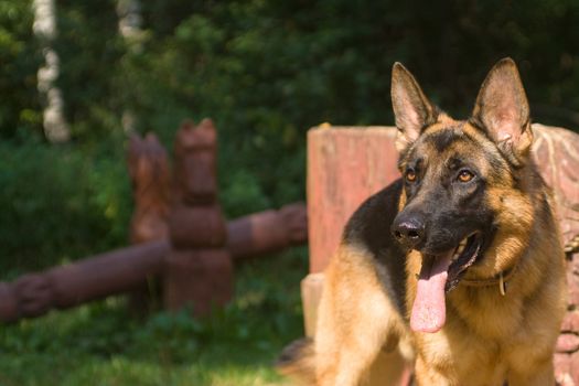 German shepherd on green field
