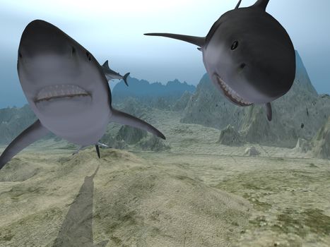 Sharks in water (three sharks in various poses)