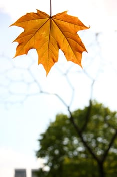 Orange maple leaf on sky background with silhouette of tree